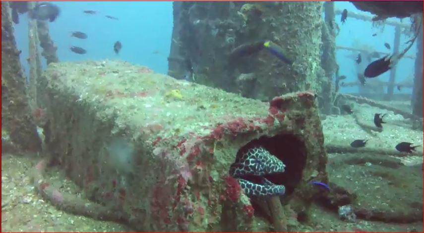 Mount Lavinia - eel on the wreck