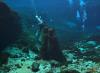 Reporter Allan Youngblood recording algae growth on the statutes