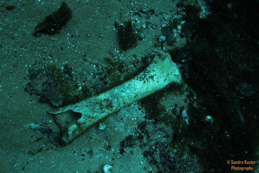 Silver Springs State Park - Large unknown bone