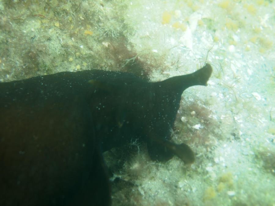 Sebastian Inlet State Park (FL) - Nudibranch, about 8" long