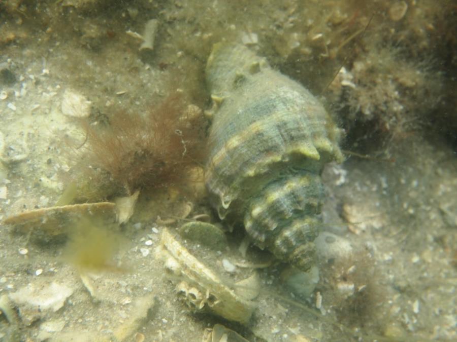 Sebastian Inlet State Park (FL) - Hermit Crab