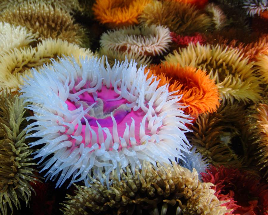 Britannia Reef - Sand anemone