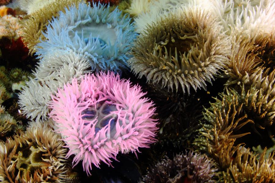 Britannia Reef - Sand anemone 2