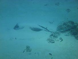 Shippi-shi - Sting Ray at Okuma, Okinawa, Japan