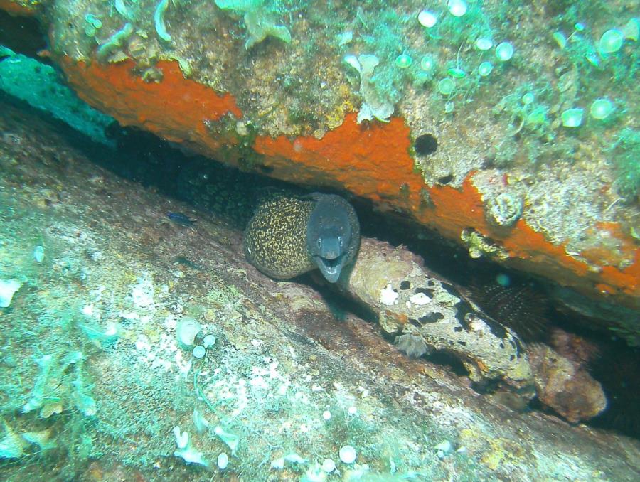 La Maddalena Archipelago - Moray eel