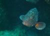 La Maddalena Archipelago - Grouper