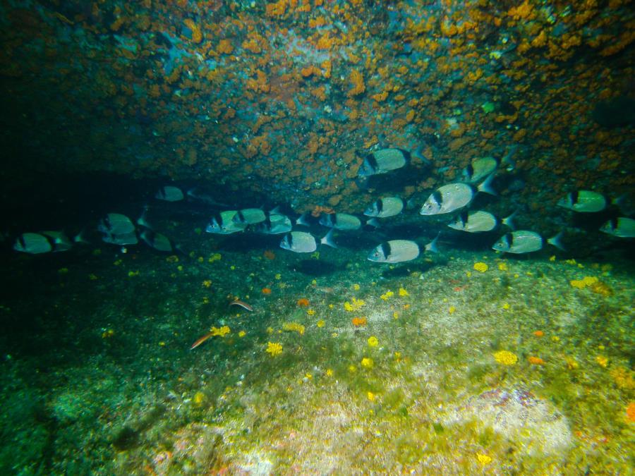 La Maddalena Archipelago - Fish