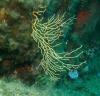 La Maddalena Archipelago - Yellow gorgonie