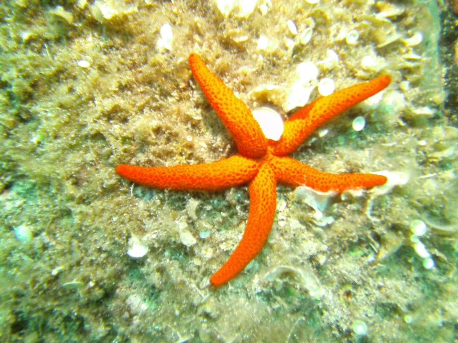 La Maddalena Archipelago - Starfish