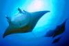 Manta Rays at Devilfish City Palau