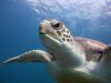 Green Turtle at El Puertito Armenime Tenerife