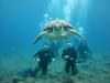 Divers and Turtle - mermaiddiving