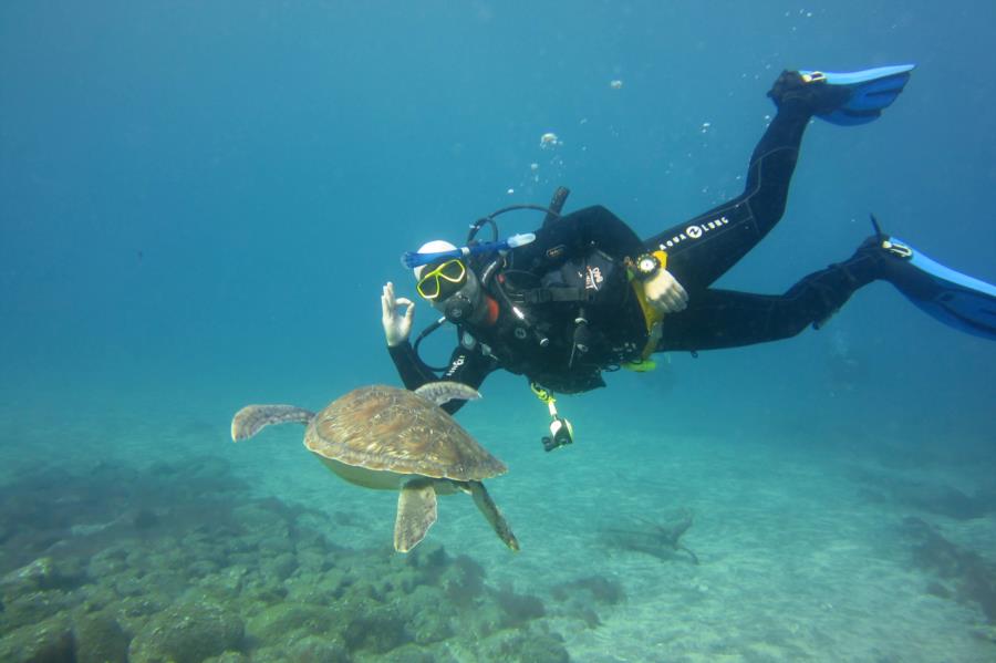 El Puertito - Diver with Green Turtle