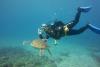 Diver with Green Turtle