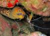 Red Backed Cleaner Shrimp and Fangtooth Moray Eel