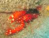 Red Reef Lobster - mermaiddiving