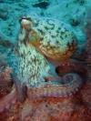 Common Octopus - mermaiddiving