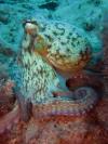 Common Octopus