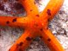 Spotted Starfish at Las Eras - mermaiddiving