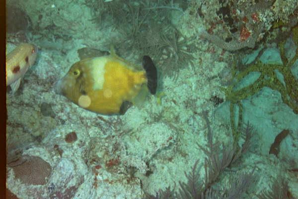 Pacific Reef/ Pacific Reef Light, Buoy 1 - White Spotted Filefish