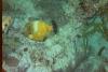 White Spotted Filefish