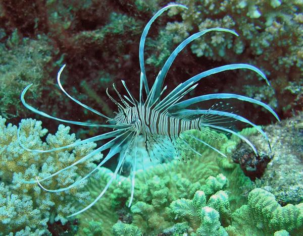 Charlie’s Garden - Juvi Lionfish near Charlie’s Garden