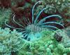 Charlie’s Garden - Juvi Lionfish near Charlie’s Garden