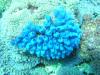 Bluebell tunicates, Matag, Fiji - LatitudeAdjustment
