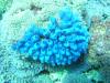 Bluebell tunicates, Matag, Fiji