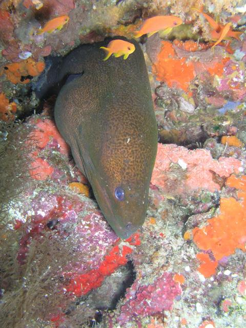 Whole Shebang - Moray at Whole Shebang, Fiji