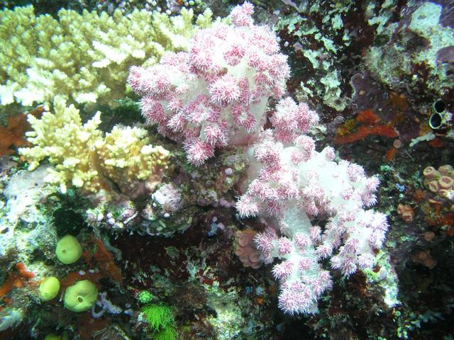 Whole Shebang - Soft Corals, Whole Shebang, Fiji