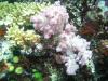 Soft Corals, Whole Shebang, Fiji