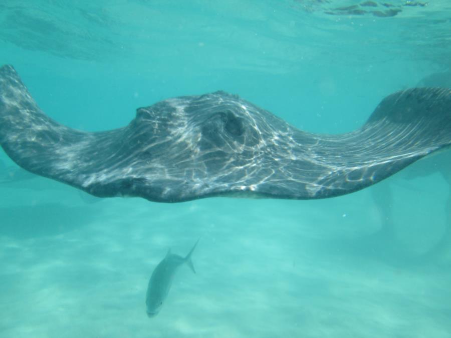 Stingray City East - Stingray encounter