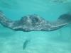 Stingray City East - Stingray encounter