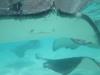 Stingray City East - So many rays!