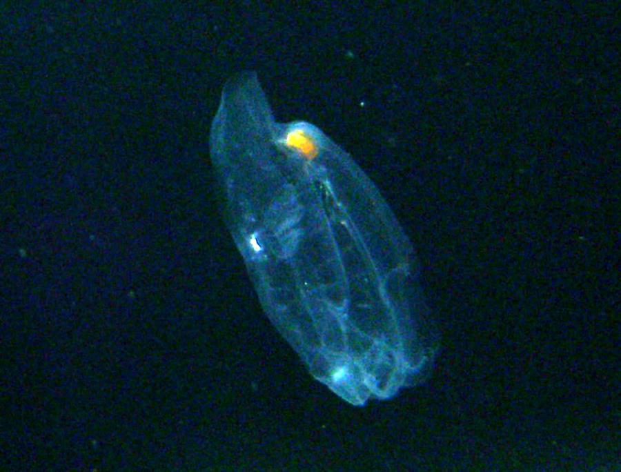 Deep Waters West of Kona - Salp