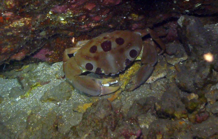 Crystal Cove Reef - Crab!