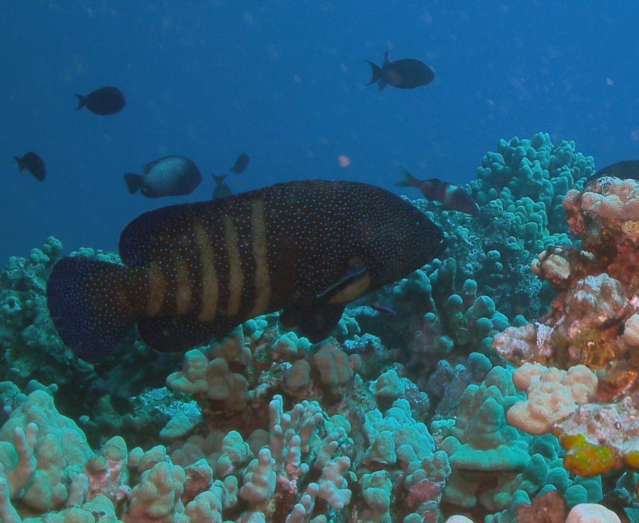 Crystal Cove Reef - Groupers!