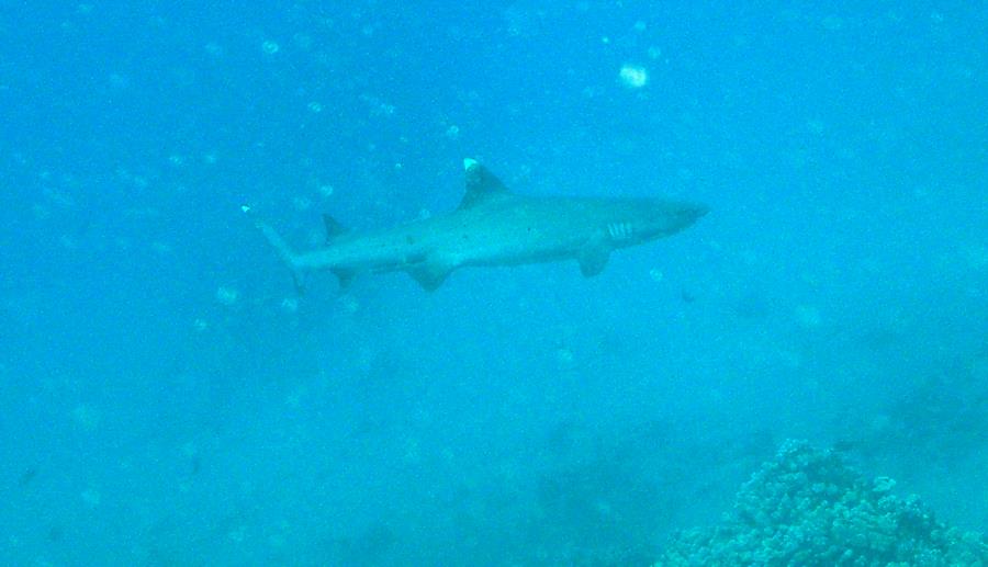 Crystal Cove Reef - White Tip