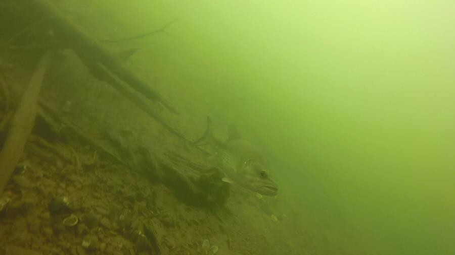 Peak Creek (private dock) - Bass of Peak Creek in Pulaski, VA.