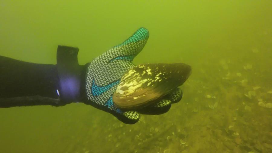 Peak Creek (private dock) - Big Mussels in Peak Creek