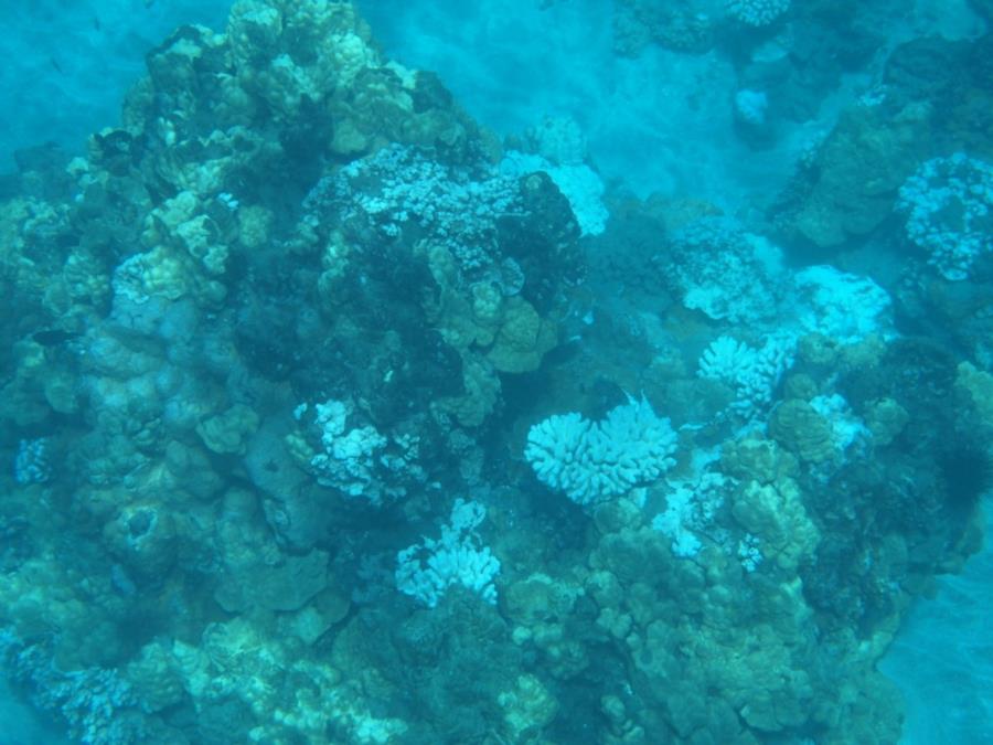 Turtle Point - Turtle Point reef