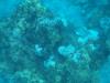 Turtle Point reef - LatitudeAdjustment