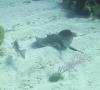 Bear’s Paw - Swimming Stingray