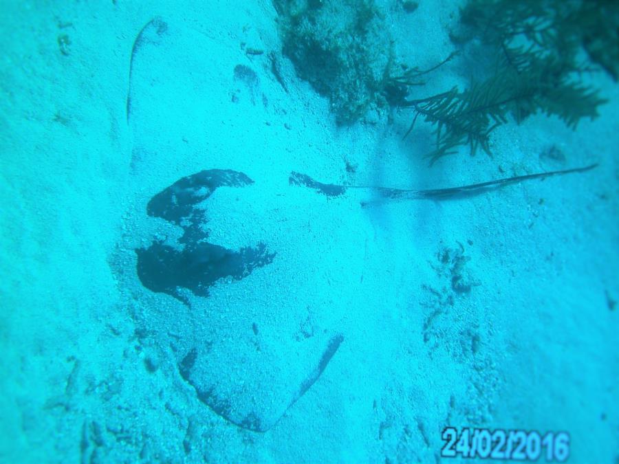 Bear’s Paw - Stingray in the sand