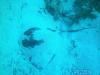 Bear’s Paw - Stingray in the sand