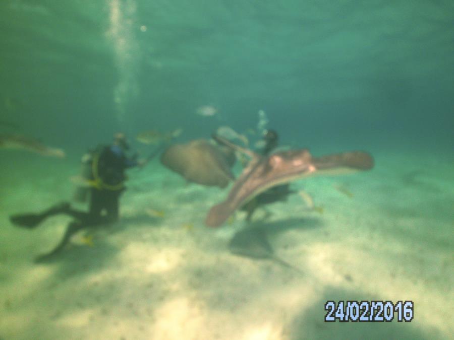 Bear’s Paw - Ultimate 12 foot dive - Stingray City1