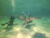 Ultimate 12 foot dive - Stingray City1 - OleCrab