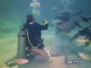 Ultimate 12 foot dive - Stingray City3 - OleCrab