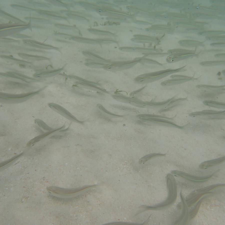 pulau kaniungan kecil - Fishes in pulau kaniungan kecil